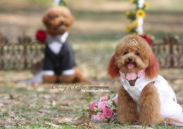 《疯狂动物城2》狗狗专场惊艳全球,创新体验引热议! 《疯狂动物城2》狗狗专场惊艳全球,创新体验引热议!