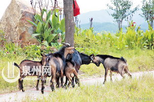 黑暗降临,羊群惊现神秘奇运! 黑暗降临,羊群惊现神秘奇运!
