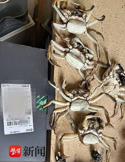 AI退款奇案：8日拘役，195元全额追回，AI合成死蟹真相曝光