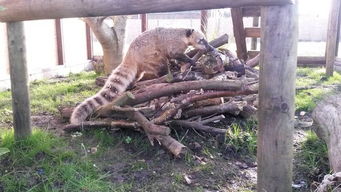 美国浣熊酒铺闹剧:醉倒卫生间,揭秘烈酒诱惑新奇事 美国浣熊酒铺闹剧:醉倒卫生间,揭秘烈酒诱惑新奇事