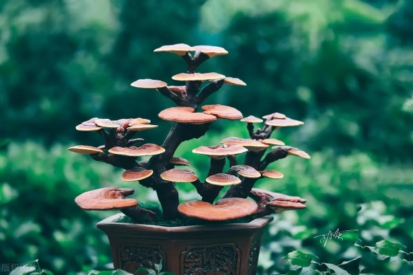 九叶灵芝藏在哪？3个冷门刷点+2种提纯技巧，老玩家都在偷偷用