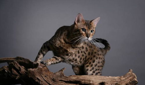 1200年前古人养豹猫，唐代家猫兴起，揭秘千年宠物变迁