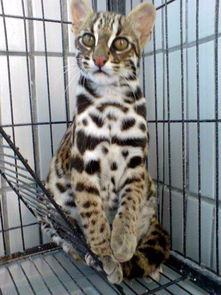 1200年前古人养豹猫，唐代家猫兴起，揭秘千年宠物变迁