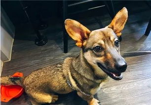 狗狗走丢1个月突然回家疯狂撞门，藏在行为里的3个游戏级生存密码你看懂了吗？