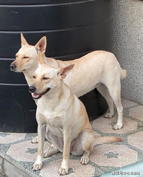 狗狗走丢1个月突然回家疯狂撞门，藏在行为里的3个游戏级生存密码你看懂了吗？