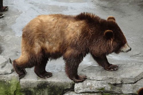 饲养员惊呼：黑熊袭击，饲养场一夜成名！