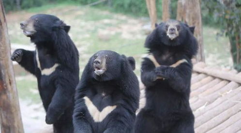 饲养员惊呼：黑熊袭击，饲养场一夜成名！