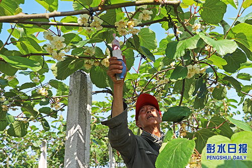 桃园采集,如何给猕猴桃人工授粉