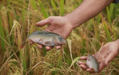 《全球鱼友俱乐部》沼地大更新，好评如潮养鱼新体验！