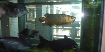 《全球鱼友俱乐部》沼地大更新，好评如潮养鱼新体验！