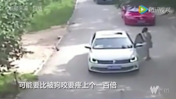 自驾险境：矮车身女子遇猛虎追击，惊现惊魂一幕！