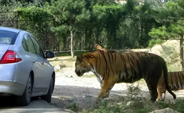 自驾险境：矮车身女子遇猛虎追击，惊现惊魂一幕！