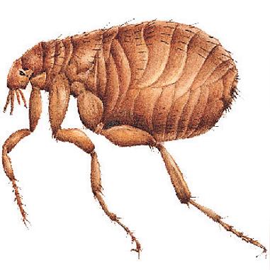 工人物语6新手必看，资源链崩了？5个实战技巧让你30分钟稳开中世纪城邦