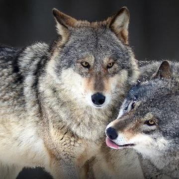 兽战:探索动物与人类合作的战斗传奇 兽战:探索动物与人类合作的战斗传奇