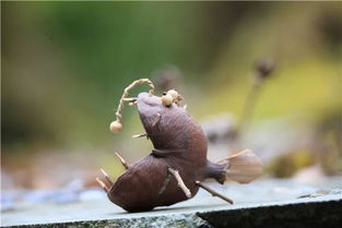 绝地潜兵2全新肉鸽模式，颠覆玩法体验升级