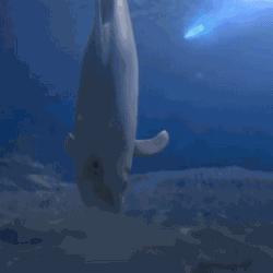 海豚自愿为虎鲸打工,只为换取美食佳肴 海豚自愿为虎鲸打工,只为换取美食佳肴