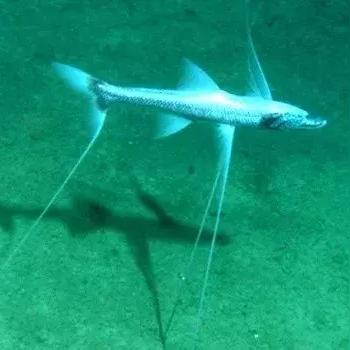 揭秘超长火车“灯泡线”奇观:时速1公里速度之谜 揭秘超长火车“灯泡线”奇观:时速1公里速度之谜