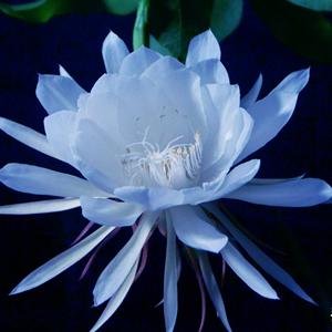 影空论坛藏着多少游戏高手没说破的秘密？老玩家用3年实战拆解真相