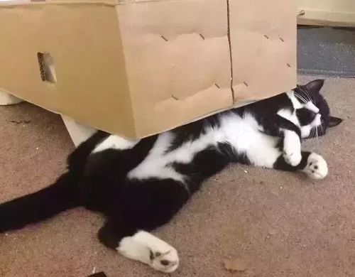 双箭头天使猫猫重制归来，童年经典焕新升级