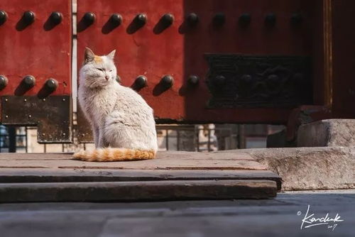 《喵喵宫廷》挂机新体验:故宫撸猫学知识,抢先版今日发售! 《喵喵宫廷》挂机新体验:故宫撸猫学知识,抢先版今日发售!