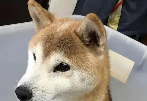 网红柴犬佩奇不幸中毒离世,标志性“飞机耳”憨笑表情成永恒回忆 网红柴犬佩奇不幸中毒离世,标志性“飞机耳”憨笑表情成永恒回忆