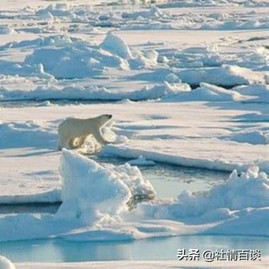狼之传说玩家都在找的隐藏真相，野区狩猎链到底藏着多少未解锁的獠牙？