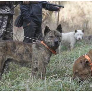 狼之传说玩家都在找的隐藏真相，野区狩猎链到底藏着多少未解锁的獠牙？