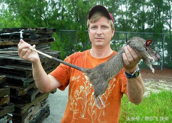 惊现巨型老鼠！超250人目睹，航班紧急改道！