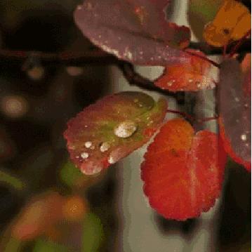 轮回世界玩家必看，你以为的重置，其实是隐藏BOSS的收割局？