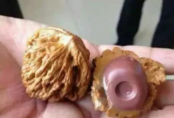男子四年盘玩核桃竟是塑料，150元白花冤枉钱！揭秘文玩陷阱