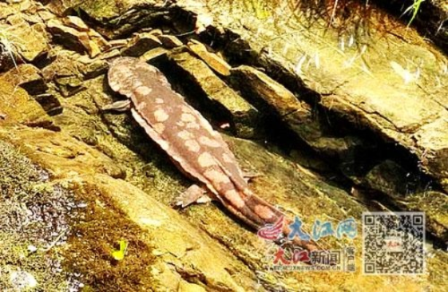 重庆现57斤“水中活化石”野生大鲵,珍稀程度令人惊叹 重庆现57斤“水中活化石”野生大鲵,珍稀程度令人惊叹