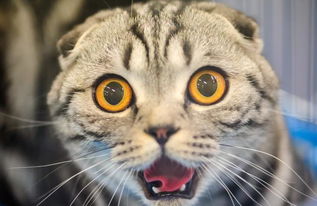 为什么你玩扑猫总扑空?老玩家压箱底的3个帧级技巧全在这 为什么你玩扑猫总扑空?老玩家压箱底的3个帧级技巧全在这