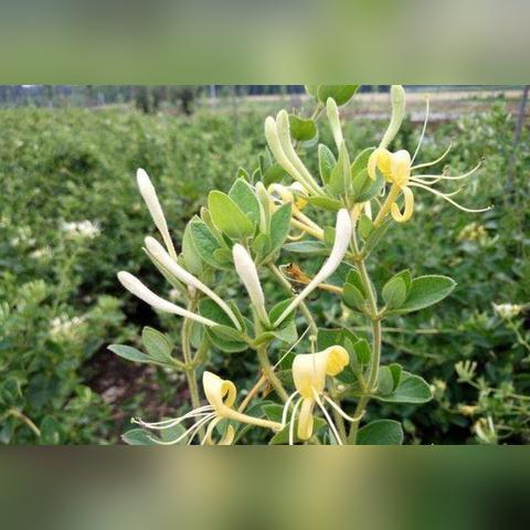 《异环》PS5国行版即将上线，二次元GTA付费测试引期待