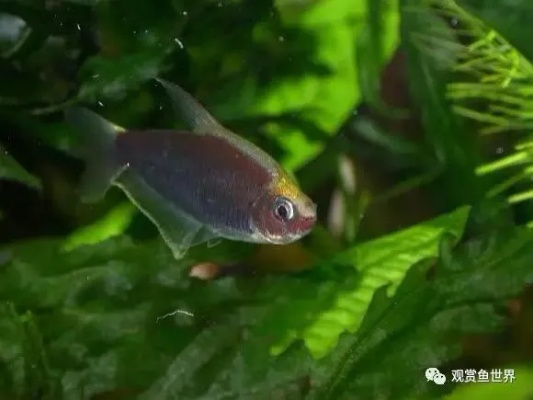 小型亚口鱼好养吗？新手也能轻松养好这种鱼！