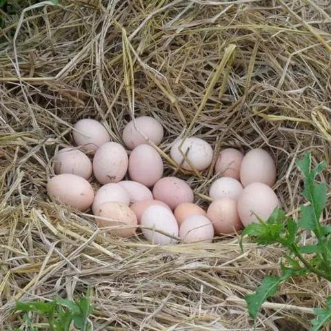 400万粉“蛋神”华丽转身，从鸡蛋爱好者到创业新贵！