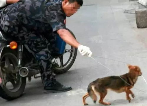 狗儿联手偷骑三轮，车主全责揭秘新奇案