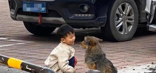 狗儿联手偷骑三轮，车主全责揭秘新奇案