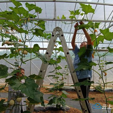 国产游戏版号揭晓！QQ农场经典回归，逸剑风云决新篇启航