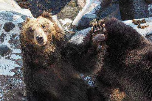 熊灾催生特色料理，熊肉美味顾客赞不绝口