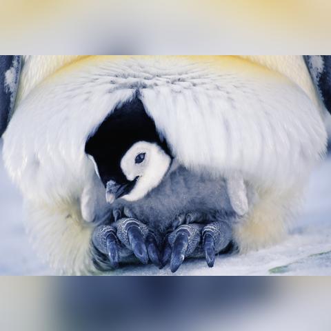 网购10减9蛋变1枚揭秘:商家巧妙数学游戏 网购10减9蛋变1枚揭秘:商家巧妙数学游戏