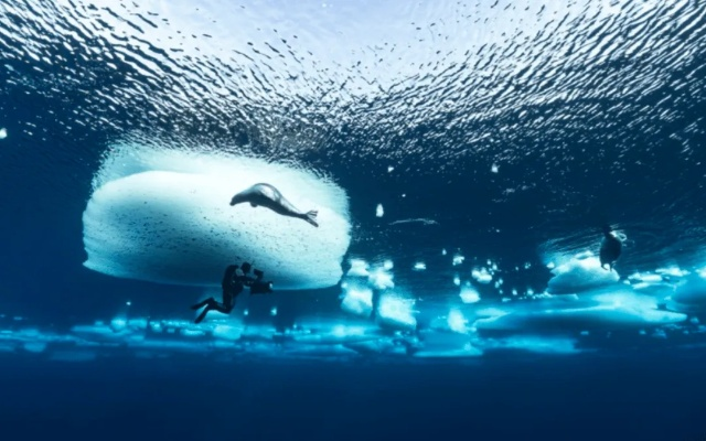 迷雾探险，鲸空翱翔：揭秘生存新境界