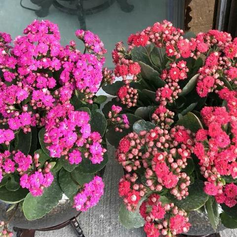 植物大战僵尸重植版，全新升级，畅享绿色生态盛宴