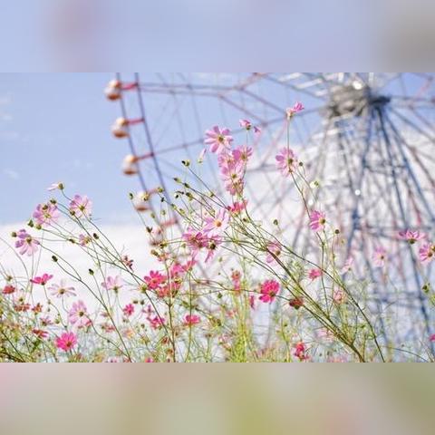 元旦预热！《风水喵将》策略新篇，趣味无限，一“喵”上头！