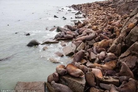 北海狮横行无人岛，渔业损失惨重揭秘新危机