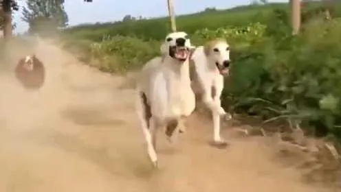 狗主人惊呼：20分钟狂奔后，细狗竟瞬间石化！揭秘神奇现象