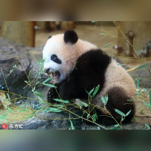 日本动物园奇招再现:游客体验“熊猫假面”互动新风尚 日本动物园奇招再现:游客体验“熊猫假面”互动新风尚