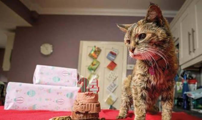 猫咪传奇!30岁弗洛西生日庆,长寿秘诀大揭秘 猫咪传奇!30岁弗洛西生日庆,长寿秘诀大揭秘