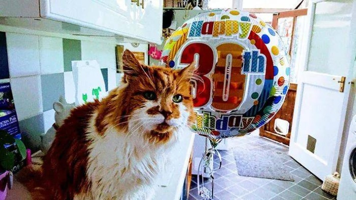 猫咪传奇!30岁弗洛西生日庆,长寿秘诀大揭秘 猫咪传奇!30岁弗洛西生日庆,长寿秘诀大揭秘