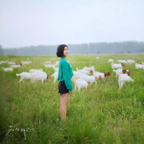 咩咩羊玩家必看，为什么你养的小羊总躺平？3个隐藏机制直接盘活牧场