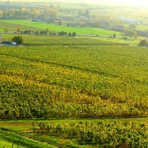 野猪王刷不出?3招吃透刷新逻辑,我用2小时拿满掉落全成就 野猪王刷不出?3招吃透刷新逻辑,我用2小时拿满掉落全成就